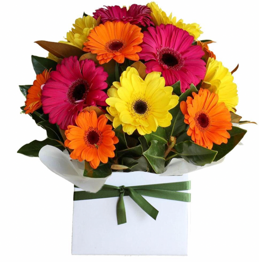 JUST GERBERAS